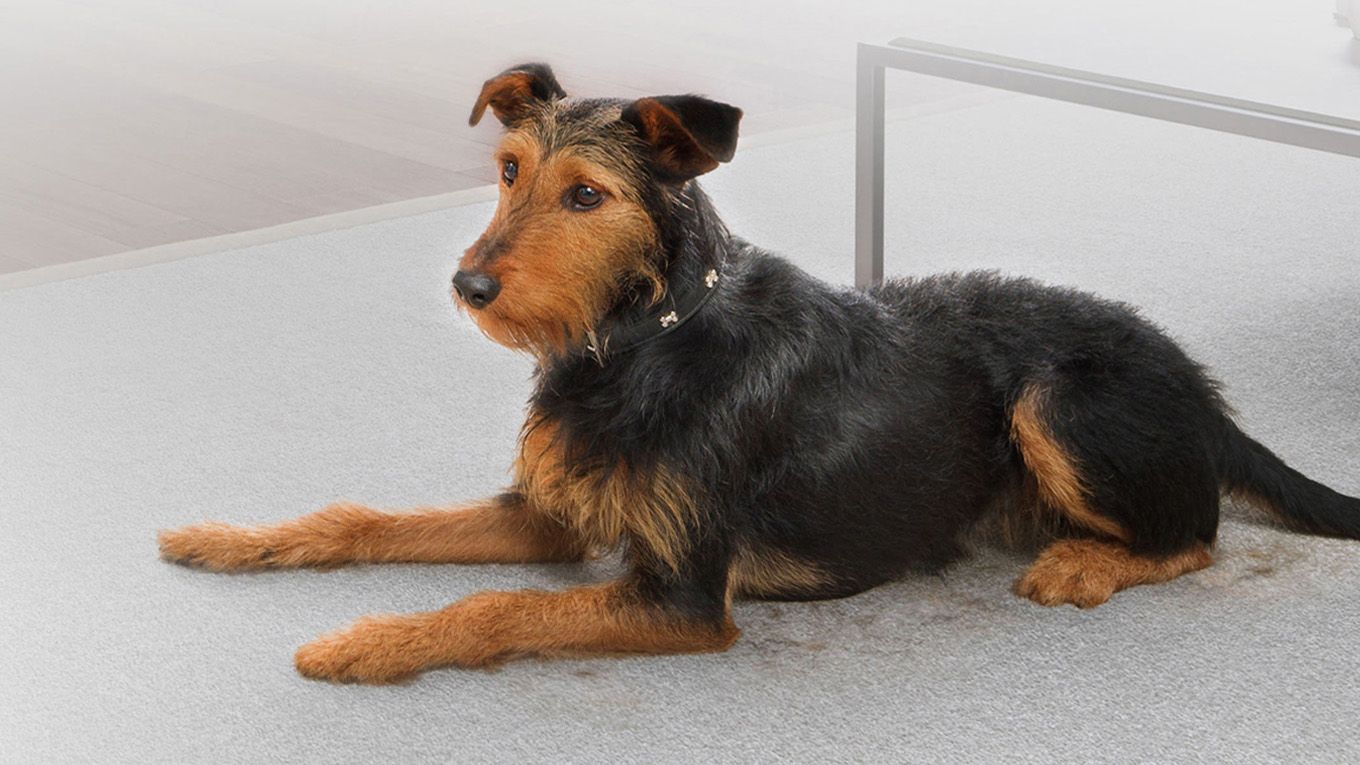 Pet on carpet shedding fur 